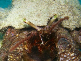 Giant Hermit Crab IMG 4640